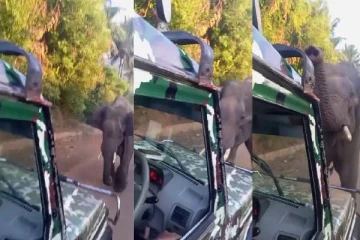 ஜீப்பை ஆக்ரோஷமாக தாக்கிய ஒற்றை யானை - வைரலாகும் வீடியோ!