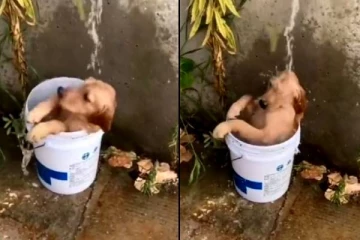 குஷி பட ஜோதிகா போல் ஒய்யாரமாக குளிக்கும் நாய்! அந்த கியூட் ரியாக்ஷனை நீங்களே பாருங்க