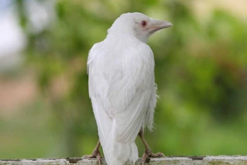 சுற்றித்திரியும் வெள்ளை நிற காகம்: தமிழகத்தில் நடந்த அதிசயம்