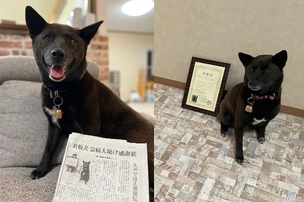 dog-awarded-for-saving-a-mans-life