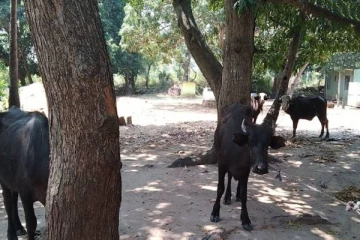 கிளிநொச்சியில் மாடுகளை வாகனத்தில் ஏற்றிச் சென்றவர்களுக்கு நேர்ந்த கதி!