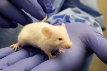 புதிய கொரோனாதடுப்பூசி - எலிகளுக்கு செலுத்தியதில் நல்ல பலன்!