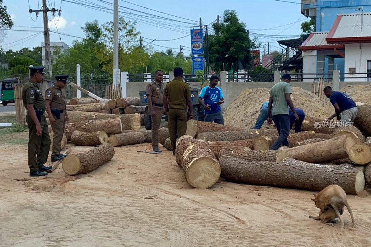 யாழில் பொலிஸாரின் சுற்றிவளைப்பில் பெருமளவு முதிரை மரக்குற்றிகள் மீட்பு: ஒருவர் கைது | Illegally Smuggled Acacia Saplings Recover Jaffna யாழில் பொலிஸாரின் சுற்றிவளைப்பில் பெருமளவு முதிரை மரக்குற்றிகள் மீட்பு: ஒருவர் கைது | Illegally Smuggled Acacia Saplings Recover Jaffna