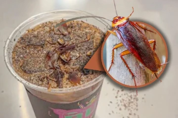 கரப்பான் பூச்சி காபி; ஒரு கப் இவ்வளவா? முண்டியடிக்கும் இளைஞர்கள்!