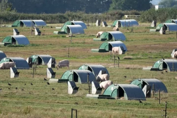 பிரித்தானியாவின் அடுத்த நெருக்கடி! 150,000 விலங்குகள் கொல்லப்படும் அபாயம்