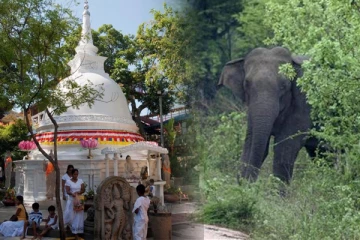 வெளிநாட்டு பெண் ஒருவருக்கு அதிர்ச்சி கொடுத்த யானை