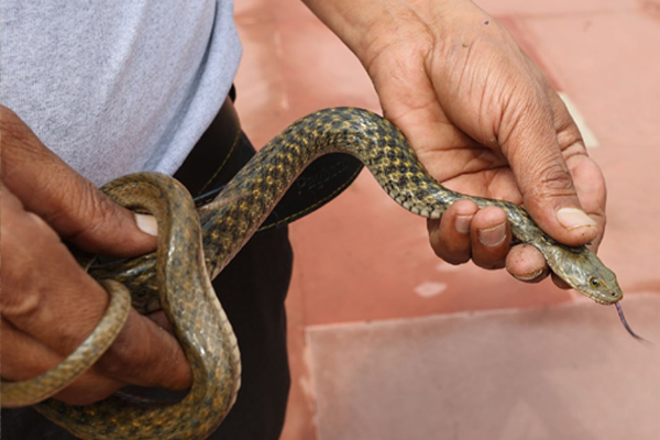 விஷமற்ற பாம்புகள் கடித்தாலும் உயிர் போகுமாம்! ஜாக்கிரதை | What Can Be Done Non Venomous Snake Bite