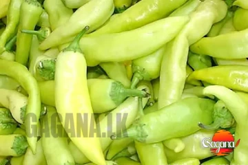 මාළුමිරිස් ගොවීන් දැඩි අසීරුතාවයක