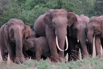 கிளிநொச்சியில் தொடரும் காட்டு யானைகளின் அச்சுறுத்தல்: மக்கள் கவலை