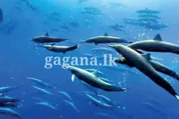 ප්‍රජනනයට බලපෑම් ඇති වූ සාගර ජිවීන්..