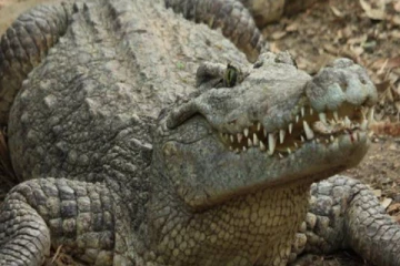 பசியால் முதலையை முதலையே உண்ணும் அரிய சம்பவம்