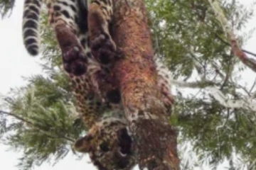 ආන්දෝලනාත්මක කඳුකර කොටියාගේ මරණය ගැන විශේෂ විමර්ශණයක්..