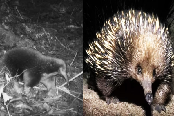 டைனோசர் காலத்தைச் சேர்ந்த பாலூட்டி இனம் கண்டுப்பிடிப்பு | Discovery Of An Mammal From The Age Of Dinosaurs