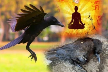 இறந்த காகத்தை சாலையில் பார்த்தால் ஜாக்கிரதை! இந்த துன்பங்கள் ஏற்படும் என அர்த்தம்