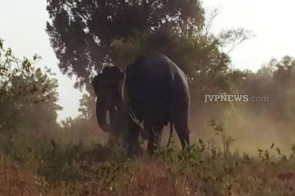 இலங்கையில் சண்டை போட்ட யானைகள்! மிகவும் அரிய காட்சிகள் (Photos) | Elephants Fighting In Sri Lanka Very Rare Scenes