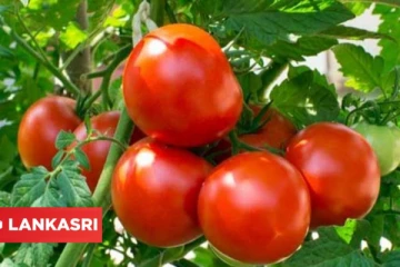 தக்காளி சாப்பிடுவதால் இவ்வளவு ஆபத்து ஏற்படுமா?