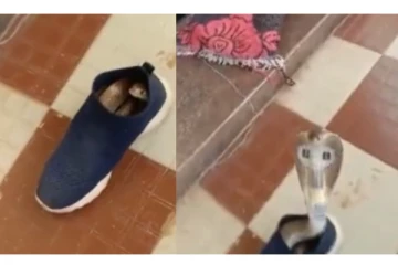 ஷூவில் ஒளிந்திருந்த நாகப்பாம்பு - பிடிப்பவரை பார்த்து படமெடுத்து ஆடிய அதிர்ச்சி வீடியோ வைரல்...!