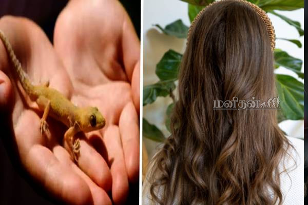 உங்க தலைமுடியில் பல்லி விழுந்ததா? சாஸ்த்திரம் கூறுவது இதுதான் | Benefit Of Having A Lizard Fall On Hair உங்க தலைமுடியில் பல்லி விழுந்ததா? சாஸ்த்திரம் கூறுவது இதுதான் | Benefit Of Having A Lizard Fall On Hair
