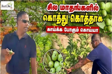 விவசாயத்துக்கு உகந்த மண் இல்லாமல் வெற்றிகரமாக பயிர்செய்யும் இலங்கை றீ(ச்)ஷா பண்ணை