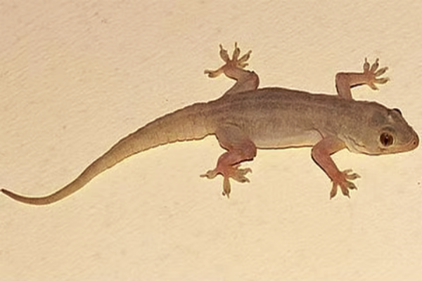 பல்லிகளை வீட்டில் இருந்து அடியோடு விரட்டும் எளிய வழிமுறைகள் இதோ | How To Keep Lizards Away From Your House பல்லிகளை வீட்டில் இருந்து அடியோடு விரட்டும் எளிய வழிமுறைகள் இதோ | How To Keep Lizards Away From Your House