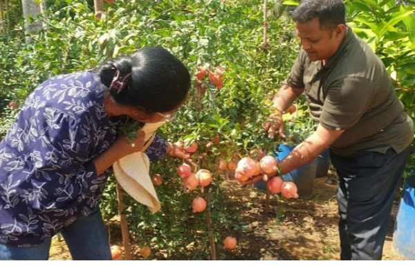 නව දෙළුම් විශේෂ දෙකක් හම්බන්තොටින් මතුවේ  | New Pomegranate Species In Hambantota