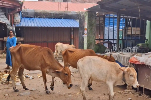 களுவாஞ்சிகுடி நகர் பகுதியில் அதிகரித்துள்ள கட்டாக்காலி மாடுகளின் நடமாட்டம் | Movement Stray Cattle Increased