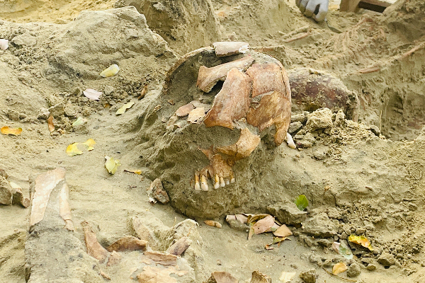 செம்மணி மனிதப் புதைகுழியின் இரண்டாம் கட்ட அகழ்வு நிறைவு | Second Phase Of Excavation Of Chemmani Completed