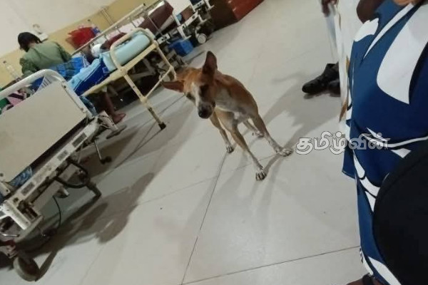 யாழ்.போதனா வைத்தியசாலையில் நடந்த நெகிழ்ச்சி செயல் | Rare Incident Of A Dog S Affection Jaffna Hospital