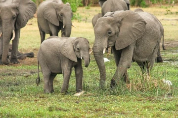 அடுத்த 10 ஆண்டுகளில் ஒரு மில்லியன் உயிரினங்களுக்கு நேரவுள்ள ஆபத்து!