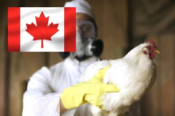 கனடாவில் முதன்முறையாக மனிதருக்கு பறவைக்காய்ச்சல் பாதிப்பு