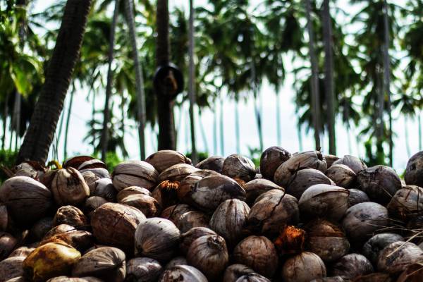 தென்னை ஏற்றுமதியில் வரலாற்று சாதனை படைத்த இலங்கை...! | Coconut Price In Market Export Revenue In Usd