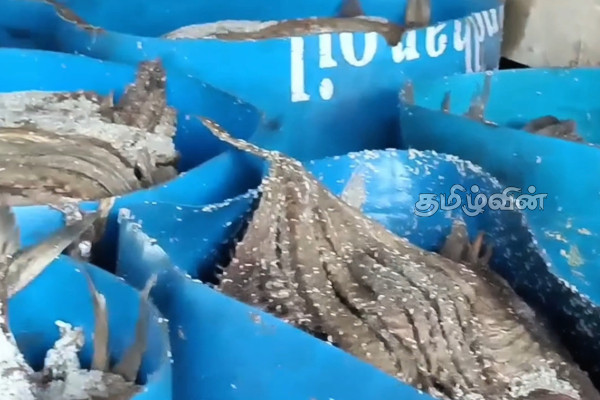 மூதூரில் 1,500 கிலோகிராம் அழுகிய மீன்கள் மீட்பு- தீவிரப்படுத்தப்படும் விசாரணை | 1 500 Kilograms Of Rotten Fish Recovered In Muttur