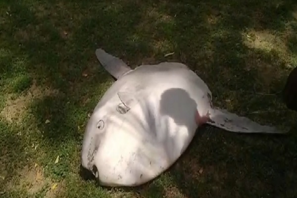தமிழர் தலைநகர கடற்கரையில் ஒதுங்கிய அரியவகை மீன் | Fish Washed Ashore In Trincomalee