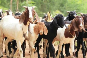 இளைஞர்களுக்கு 70,000 ஆடுகள் இலவசமாக விநியோகம்
