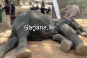 අලි 227ක් සහ මිනිසුන් 82ක් මිය ගිය සංවේදී පුවත..