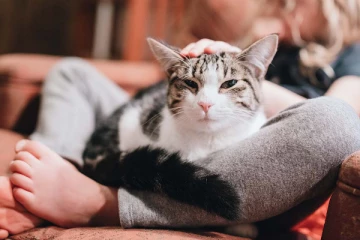 பூனையால் தகராறு; கணவரைத் தாக்கியதை கண்ட மனைவி அதிர்ச்சியில் மரணம்