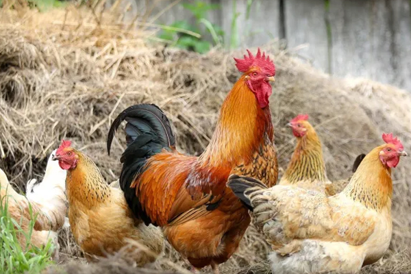 கோழிப்பண்ணையில் இருந்த 240 கோழிகள் மாயம் | 240 Chickens In The Poultry Farm Were Lost