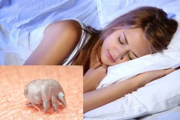 மனிதனின் முகத்தில் இனப்பெருக்கம் செய்யும் பூச்சிகள்... ஆச்சரியம் ஆனால் உண்மை..!