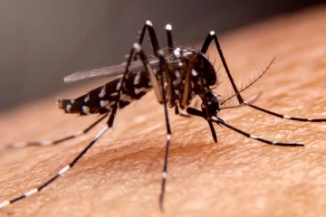 மனித உடலில் இருந்து நுழம்பு எவ்வளவு இரத்தத்தை உறிஞ்சுகிறது தெரியுமா?