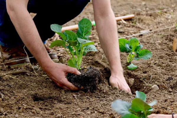 கார்த்திகையில் மரநடுகை ஒரு தேசியச் செயற்பாடு: ஐங்கரநேசன் தெரிவிப்பு | Tree Planting In Karthikai கார்த்திகையில் மரநடுகை ஒரு தேசியச் செயற்பாடு: ஐங்கரநேசன் தெரிவிப்பு | Tree Planting In Karthikai