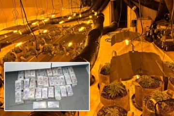 பிரித்தானியா முழுவதும் நடத்தப்பட்ட ஆபரேஷன் மில்லே: £130m கஞ்சா, £636,000 பண நோட்டுகள் பறிமுதல்