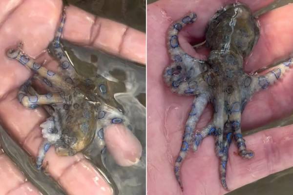 கொடிய விஷமுள்ள ஆக்டோபஸை கையில் எடுத்த சுற்றுலாப் பயணி! பதறவைக்கும் காணொளி | British Man Holds Venomous Octopus Video Viral