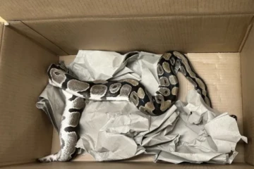 சுவிஸ் மாகாணமொன்றில் அநாதரவாக விடப்பட்டிருந்த மலைப்பாம்பு உயிரிழப்பு: மர்மம் விலகியது