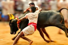 அலங்காநல்லூர் ஜல்லிக்கட்டு: முதல்வர், துணை முதல்வர் தொடங்கி வைக்கின்றனர்