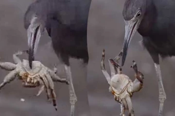 Viral Video: நண்டை வேட்டையாடிய நாரை... சுக்குநூறாக்கி விழுங்கும் காட்சி