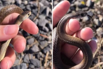 உலகின் மிக கொடிய விஷப்பாம்புடன் விளையாடும் சிறுமி! ஓர் எச்சரிக்கை வீடியோ