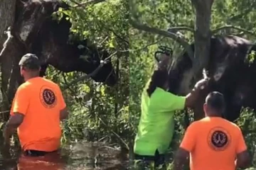 லூசியானா புயலில்  சிக்கி மரத்தில் தொங்கி உயிருக்குப் போராடிய பசு!