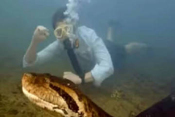 அமேசான் காடுகளில் கண்டுபிடிக்கப்பட்ட வடக்கு பச்சை அனகோண்டா