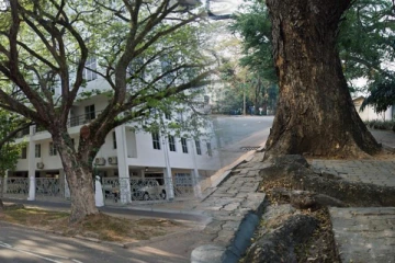 தலைநகர் கொழும்பில் மரங்களால் ஏற்பட்டுள்ள ஆபத்து