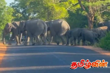 புதுக்குடியிருப்பில் வீதிக்கு வந்த யானை கூட்டம்: பயணிகள் அசௌகரியம்